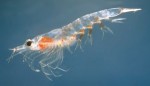 10 Interesting Krill Facts