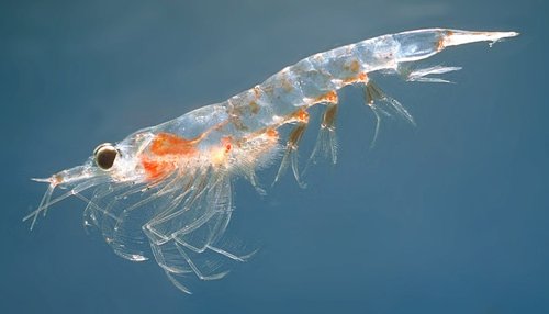 Krill Facts