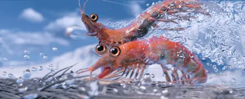 Krill in water.