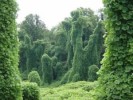 10 Interesting Kudzu Facts