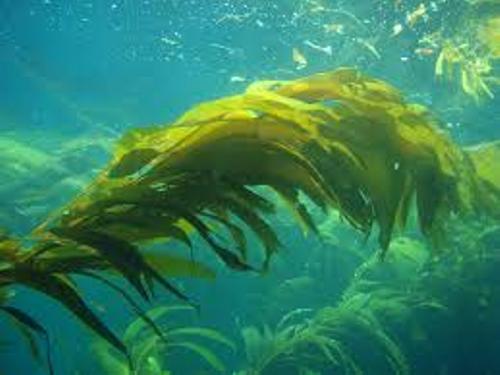 kelp plant