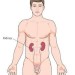 10 Interesting Kidney Facts