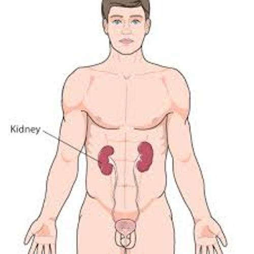 kidney facts