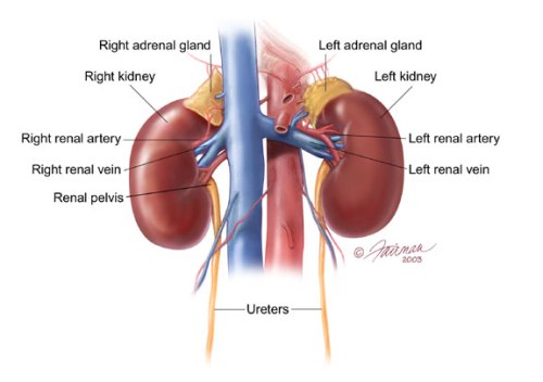 kidney system