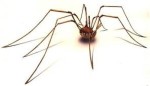 10 Interesting Daddy Long Legs Facts