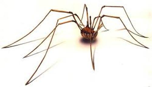 Daddy Long Legs Facts