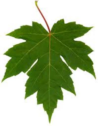 Leaf Facts