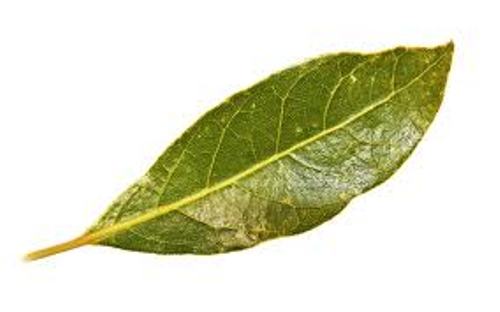 10 Interesting Leaf Facts | My Interesting Facts