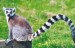10 Interesting Lemur Facts