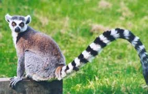 Lemur Cute