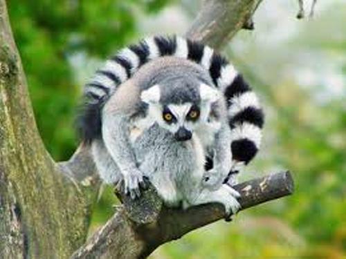 Lemur Pic