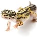 10 Interesting Leopard Gecko Facts
