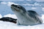 10 Interesting Leopard Seal Facts