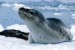 10 Interesting Leopard Seal Facts