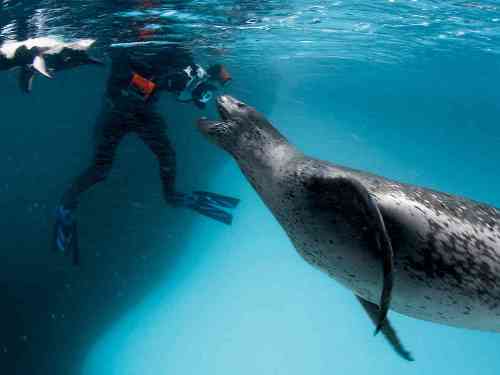 Leopard Seal Underwater