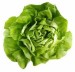 10 Interesting Lettuce Facts