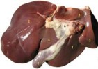 10 Interesting Liver Facts