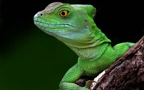 Lizard Image
