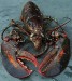 10 Interesting Lobster Facts
