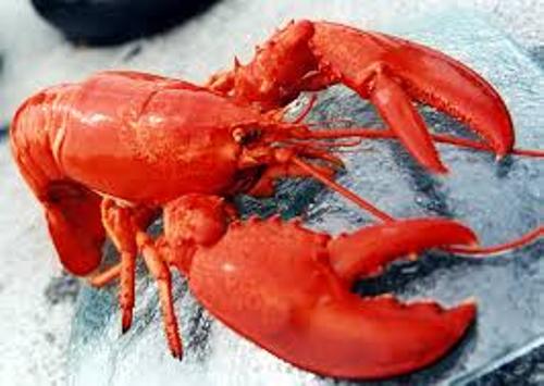Lobster Red