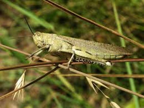 Locust Pic