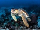 10 Interesting Loggerhead Sea Turtle Facts