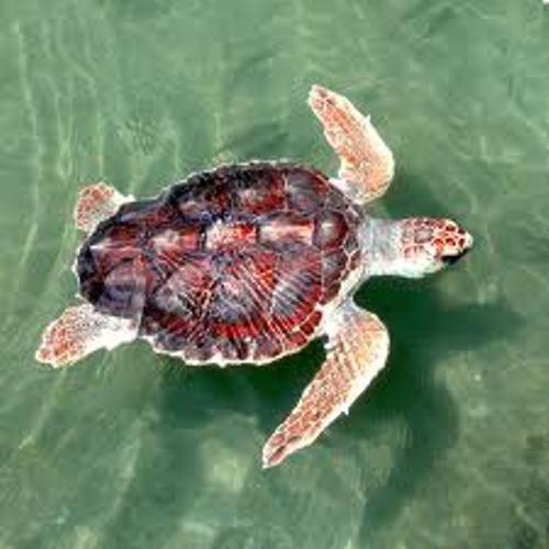 Loggerhead Sea Turtle Image