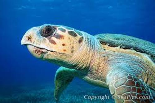 Loggerhead Sea Turtle Pic