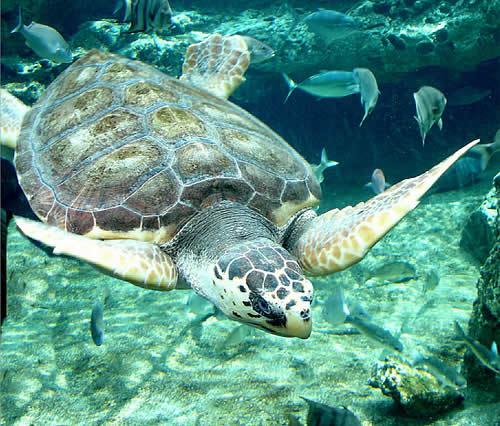 Loggerhead Sea Turtle Pictures