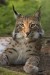 10 Interesting Lynx Facts