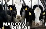 10 Interesting Mad Cow Disease Facts