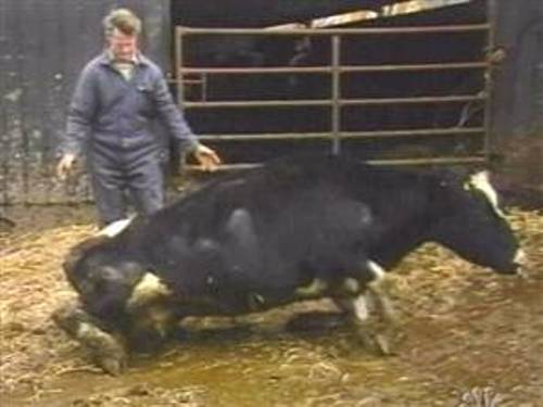 Mad Cow Disease Image