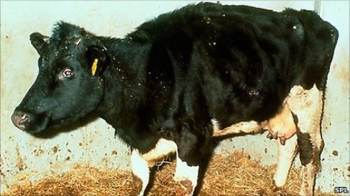 Mad Cow Disease Pic