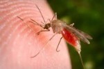 10 Interesting Malaria Facts