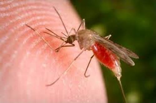 Malaria Disease