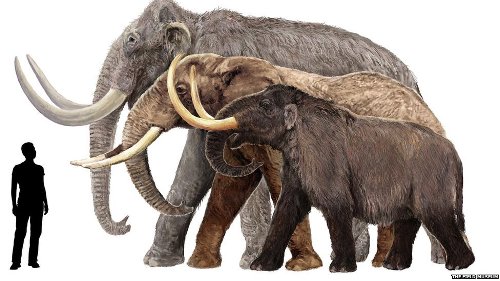 Mammoth Image