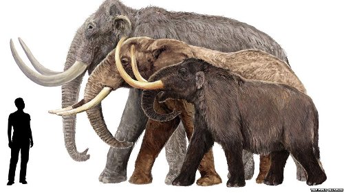 10 Interesting Mammoth Facts My Interesting Facts