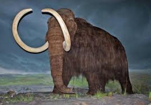 Mammoth Pic