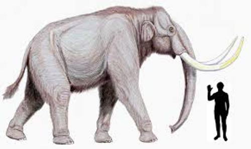 Mammoth Size