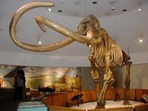 10 Interesting Mammoth Facts My Interesting Facts