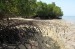 10 Interesting Mangrove Facts