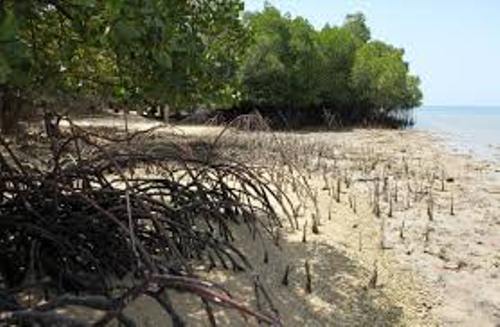 Mangrove facts