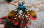 10 Interesting Mantis Shrimp Facts