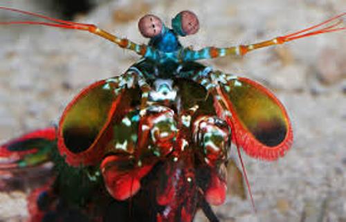 Mantis Shrimp Colors