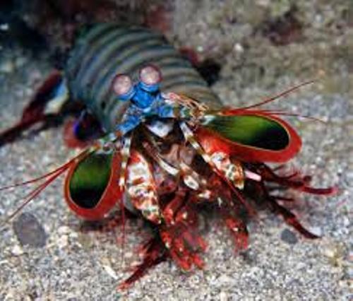 Mantis Shrimp Peacock