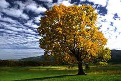 Maple Tree  Pic