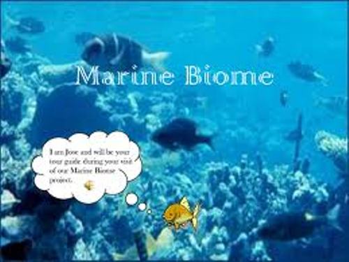 Marine Biome Pic