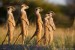 10 Interesting Meerkat Facts