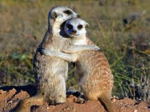 Meerkat Hugs