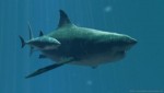 10 Interesting Megalodon Facts
